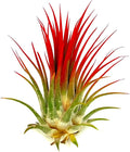 ragnaroc Air Plants - Tillandsia Ionantha, Regular 2-3" - 1ct - Organically Enhanced Color - Live Arrival Guaranteed - House Plants for Home Decor & Gift, Jule Red