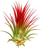 ragnaroc Air Plants - Tillandsia Ionantha, Regular 2-3" - 1ct - Organically Enhanced Color - Live Arrival Guaranteed - House Plants for Home Decor & Gift, Jule Red