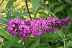 Greenwood Nursery: Live Shrub Plants - Royal Red Butterfly Bush + Buddleja/Buddleia Davidii - [Qty: 5X Pint Pots] - (Click for Other Available Plants/Quantities)