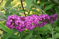 Greenwood Nursery: Live Shrub Plants - Royal Red Butterfly Bush + Buddleja/Buddleia Davidii - [Qty: 3X Pint Pots] - (Click for Other Available Plants/Quantities)