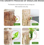 Brazilian Lucky Wood, Brazil's Lucky Tree Doesn't Need to Wait to Sprout, Hydroponic Stump for Purifying Indoor Air, Office Desk Decorations Plant Pot (A)