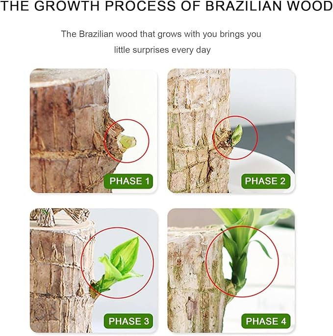 Brazilian Lucky Wood, Brazil's Lucky Tree Doesn't Need to Wait to Sprout, Hydroponic Stump for Purifying Indoor Air, Office Desk Decorations Plant Pot (B)