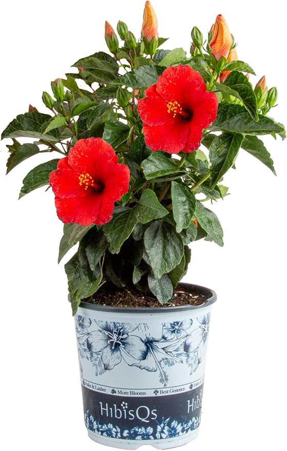 Costa Farms Premium Hibiscus Outdoor Flowering Plants 1 Gallon, Grower Pot, 16-Inches Tall, Red Flowers