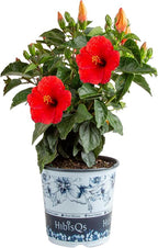 Costa Farms Premium Hibiscus Outdoor Flowering Plants 1 Gallon, Grower Pot, 16-Inches Tall, Red Flowers