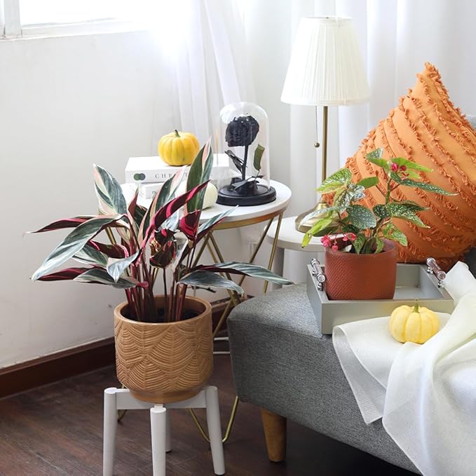 Stromanthe sanguinea Triostar (4 inch) - Pet-Friendly Houseplants - Attractive Indoor Plants, Easy to Grow, Pet Safe Plants for Cats & Dogs, Ideal for Home Decor, Office & Gift