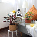 Stromanthe sanguinea Triostar (6 inch) - Pet-Friendly Houseplants - Attractive Indoor Plants, Easy to Grow, Pet Safe Plants for Cats & Dogs, Ideal for Home Decor, Office & Gift