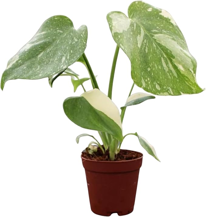 Monstera Thai Constellation – Live Indoor Plant in 2″ Grower Pot, Variegated Monstera Houseplant, Easy Care Low Maintenance Tropical Plant for Home or Office