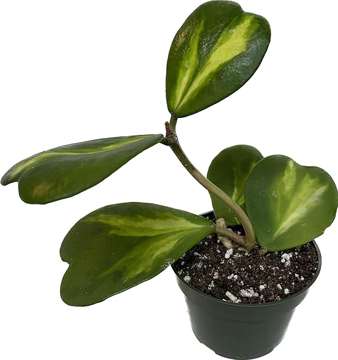 Inner Variegated Hoya Kerrii - Hoya Plants Live Houseplant - Live Hoya Plant - Rverse Variegated Hoya Kerrii - Air Purifying Houseplants(4-6 Leaves Plant, 4" Pot)
