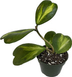 Inner Variegated Hoya Kerrii - Hoya Plants Live Houseplant - Live Hoya Plant - Rverse Variegated Hoya Kerrii - Air Purifying Houseplants(4-6 Leaves Plant, 4" Pot)