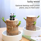 Brazilian Wood Plant Brazilian Lucky Wood Plant Indoor/Outdoor