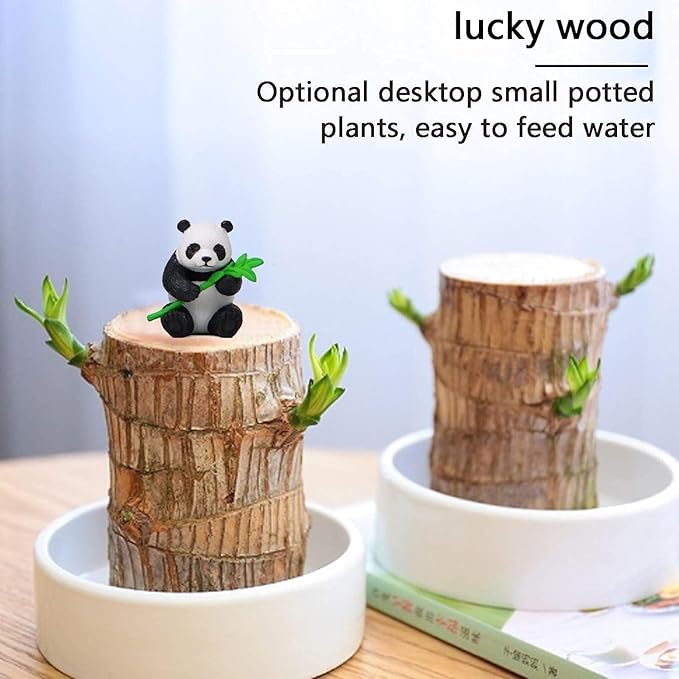 Brazilian Wood Plant Brazilian Lucky Wood Plant Indoor/Outdoor
