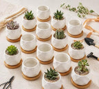 ZOUTOG Succulent Plant Pot 12 Pack, 2.5 inch Square Pattern Ceramic Planters with Bamboo Tray, Small Succulent Pots Indoor, White Office Desk Decor (Seeds＆ Plants Not Included)