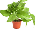 Shop Succulents | | Pothus 'Devil's Ivy' Naturally Air Purifying, Easy Care, Live Indoor House Plant in 4" Grow Pot, 4" Grower, Pothos