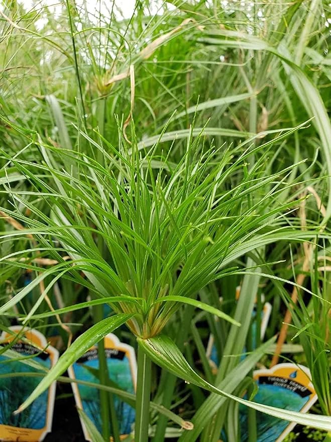 Nile Queen Papyrus | 10 Live Plants | Cyperus Shade & Wet Tolerant Aquatic Foliage
