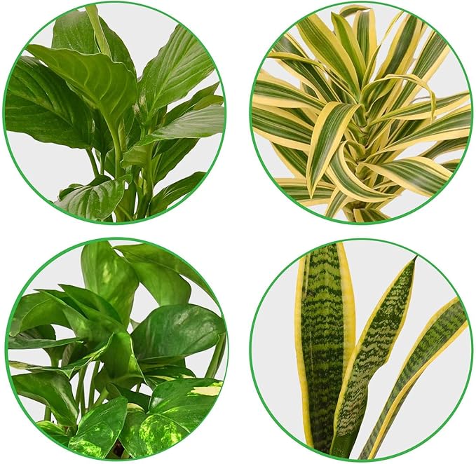 Air Purifying Live Plants for Indoor | Different Houseplants in Multiple Sizes | Real House Plant for Living Room, Office, Desk & Bathroom