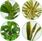 Air Purifying Live Plants for Indoor | Different Houseplants in Multiple Sizes | Real House Plant for Living Room, Office, Desk & Bathroom