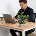 Artificial Potted Plants Life-Like Fake Plant with Farmhouse-Style Cement Planter Feturing Light Wood Tone for Room Bathroom Bedroom Kitchen Office Dese Coffee Table Décor (12.8inch)