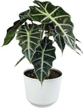 Altman Plants 'Polly' Alocasia Live Plant Decor in 6 Inch White Plastic Plant Pot, Elephant Ear Plant Gift & Desk Plant, Easy Plant & Indoor Plant, Air Purifying Plants in Indoor Potting Soil Mix
