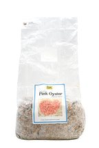 Root Mushroom Farm-Mushroom Spawn/Pink Oyster Grain Spawn