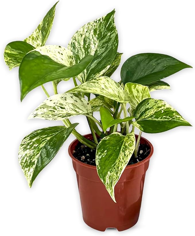 Marble Queen Pothos – Live 4” Epipremnum with Creamy Variegated Foliage | Easy-Care Trailing Vine | Air-Purifying Indoor Houseplant for Low Light Rooms, Office Desks or Home Decor (Heat Pack Included)
