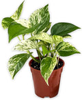 Marble Queen Pothos – Live 4” Epipremnum with Creamy Variegated Foliage | Easy-Care Trailing Vine | Air-Purifying Indoor Houseplant for Low Light Rooms, Office Desks or Home Decor (Heat Pack Included)
