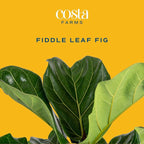 Costa Farms Fiddle Leaf Fig Tree Live Plant in Decorative Plant Pot, Large Indoor Houseplant, Perfect for Home, Room, or Office Decor, Great House Warming or Birthday Gift, 3-4 Feet Tall