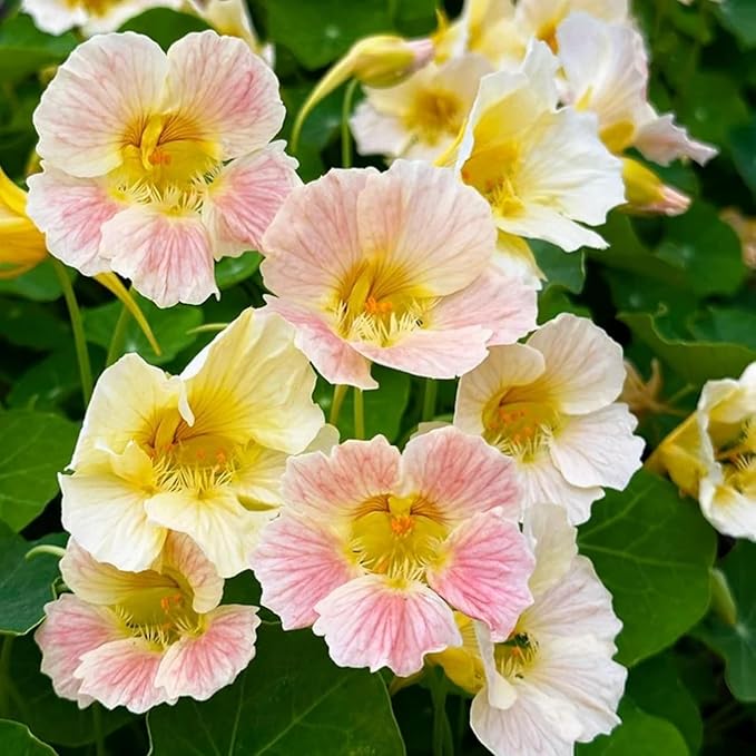Rare Nasturtium Seeds for Planting - 150+ Mixed Nasturtium Seeds (Tropaeolum majus) Non-GMO, Attracts Pollinators