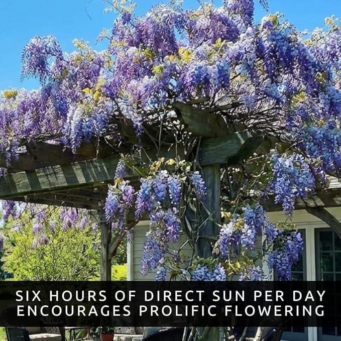 Wisteria Live Plants 1–2 Ft Tall – Flowering Wisteria Vine (Wisteria Floribunda) – Fast Growing Climbing Plant for Garden, Trellis, Pergola & Bonsai Training (5 Plants)