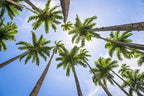 Royal Palm Tree Seeds for Planting - 10 Seeds - Roystonea Regina