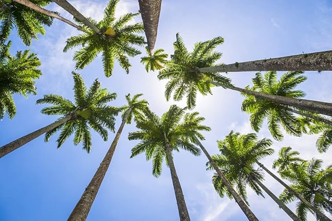 Royal Palm Tree Seeds for Planting - 10 Seeds - Roystonea Regina