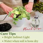 Live Plant Peperomia Gold Dust 4" - Easy to Care and Grow Air Purifying Indoor House Plants - Rare Peperomia - Flowers for Home Office Room Decor & Giftable(Heat Pack Included)