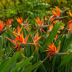Bird of Paradise Plants - Live Tropical Ornamental Houseplant, 6-8" Indoor and Outdoor Planting, Zones 9-11 (Orange)