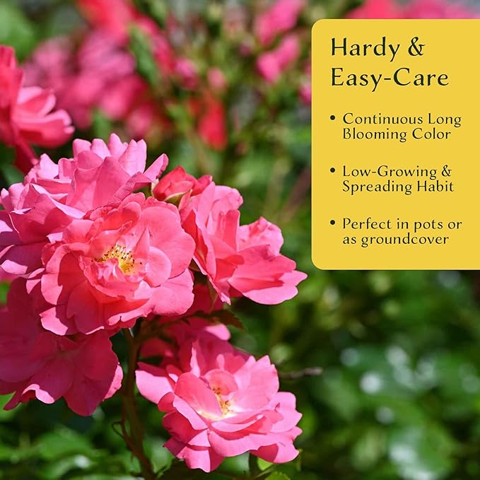 4 Pink Carpet Rose in 3.5” Nursery Cubes (Rosa ‘Flower Cover Pink’) | Low-Growing Groundcover Rose Shrub for Borders, Containers, and Mass Plantings | Ready-to-Plant Live Starter Plants