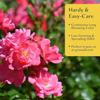 4 Pink Carpet Rose in 3.5” Nursery Cubes (Rosa ‘Flower Cover Pink’) | Low-Growing Groundcover Rose Shrub for Borders, Containers, and Mass Plantings | Ready-to-Plant Live Starter Plants
