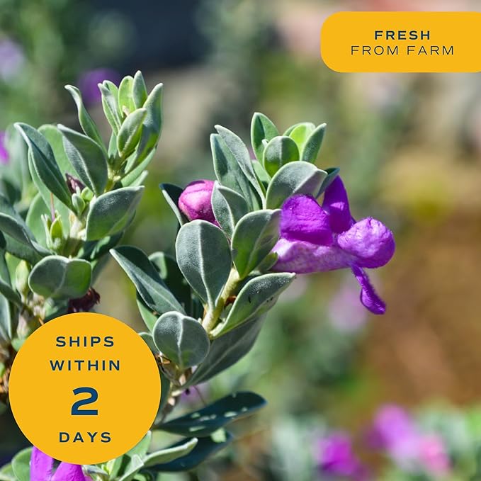 Costa Farms Texas Sage Live Plant | 10‑Inch Grower Pot | Blooming Purple Flowers | Drought‑Tolerant Evergreen Shrub | Landscape, Hedge & Pollinator Garden