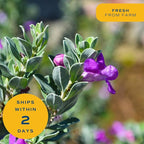 Costa Farms Texas Sage Live Plant | 10‑Inch Grower Pot | Blooming Purple Flowers | Drought‑Tolerant Evergreen Shrub | Landscape, Hedge & Pollinator Garden