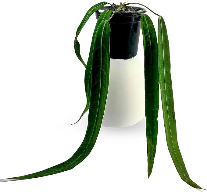 LEAL PLANTS ECUADOR Anthurium Pallidiflorum Live Plants| Green Live House Plant for Indoors|Rare and Exotic Indoor Plants for Living Room|Anthuriums Live Plants |Pallidiflorum Live Heart Plant