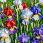 320+ Blooming Iris Flower Seeds for Planting Exotic Perennial Flower Non-GMO Heirloom Seed Beautiful and Colorful Blooms for Your Garden