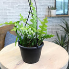 Zigzag Fishbone Cactus Hanging Basket, Non-Toxic Epiphyllum Orchid Succulent, Pet Friendly Trailing Succulents for Indoor Outdoor Decor, Easy to Grow, Non-Toxic Houseplant