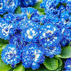 220+ Perennial Primrose Primula Seeds for Planting - Non-GMO Heirloom Plant Seeds Garden Outdoor