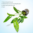 SubstrateSource Live Plants – Anubias Hastifolia (Anubias hastifolia) – Low to Moderate Light, Medium to Dark Green Arrow-Shaped Leaves, Midground to Background Tank Placement - Pot, 3 Pack
