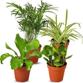 Pet Friendly Live Plants for Indoor | Different Houseplants in Multiple Sizes | Real House Plant for Living Room, Office, Desk & Bathroom