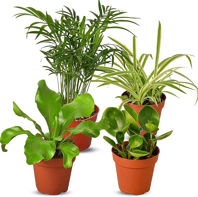 Pet Friendly Live Plants for Indoor | Different Houseplants in Multiple Sizes | Real House Plant for Living Room, Office, Desk & Bathroom