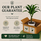Dracaena Black Beauty Live Plant, Low Light Tolerant Dracaena Plant Live, Air Purifying Plants Live Houseplants, Beginner Friendly House Plants for All Indoors Spaces
