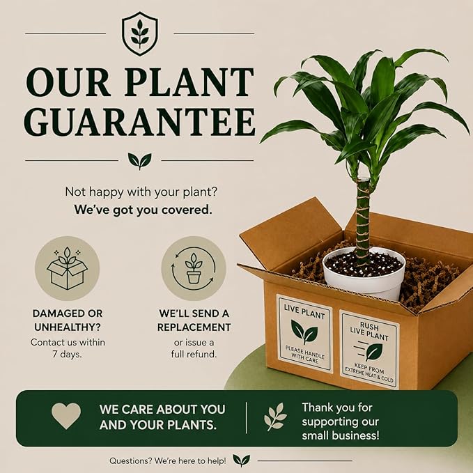 Dracaena Black Beauty Live Plant, Low Light Tolerant Dracaena Plant Live, Air Purifying Plants Live Houseplants, Beginner Friendly House Plants for All Indoors Spaces