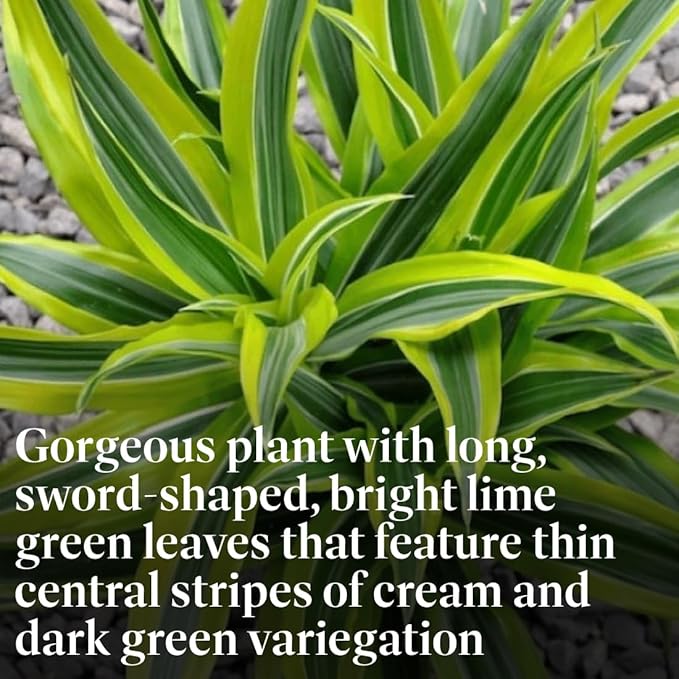 American Plant Exchange Dracaena Lemon Lime – 3-Gallon with Pot – Live Indoor/Outdoor Air Purifying Plant, Vibrant Green Foliage for Home, Office, or Patio Decor
