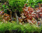 Marcus Fish Tanks - Dwarf Hairgrass Eleocharis Parvula Live Aquarium Plants Carpeting Plant for Aquatic Freshwater Fish Tank BUY2GET1FREE