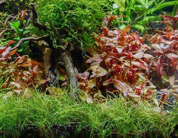 Marcus Fish Tanks - Dwarf Hairgrass Eleocharis Parvula Live Aquarium Plants Carpeting Plant for Aquatic Freshwater Fish Tank BUY2GET1FREE