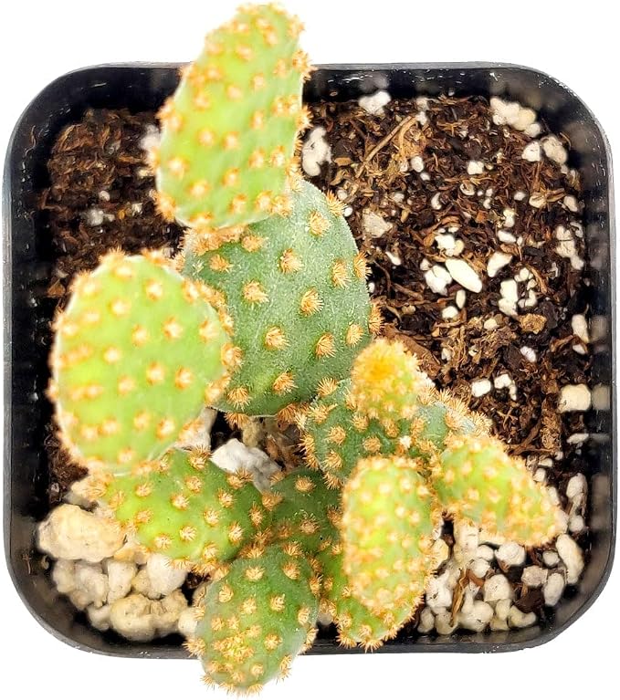 Live Cactus Plants, Fully Rooted 2-inch Cactus Succulent Plants, Rare Varieties for Gift or Home Decoration (Opuntia Rufida Minima Cinnamon Cactus)