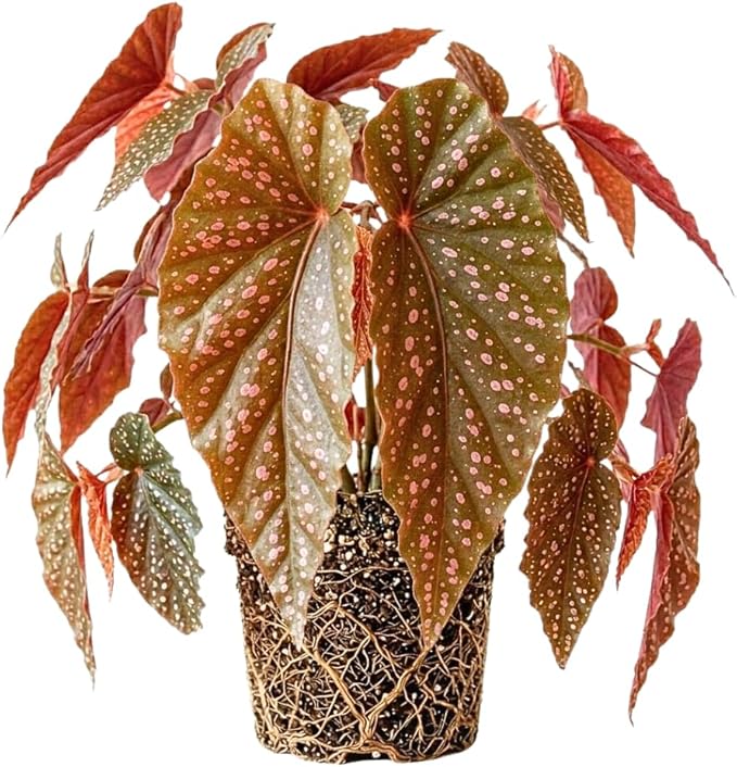 Begonia Live Plant, Begonias Live Plant, Rare Begonias Plants, 5-7 Inches in Height for Indoor Houseplant (Pink Leaf with White Spots Begonia)